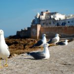 essaouira-upscalemorocco