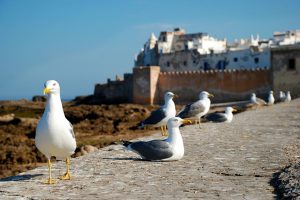 essaouira-upscalemorocco